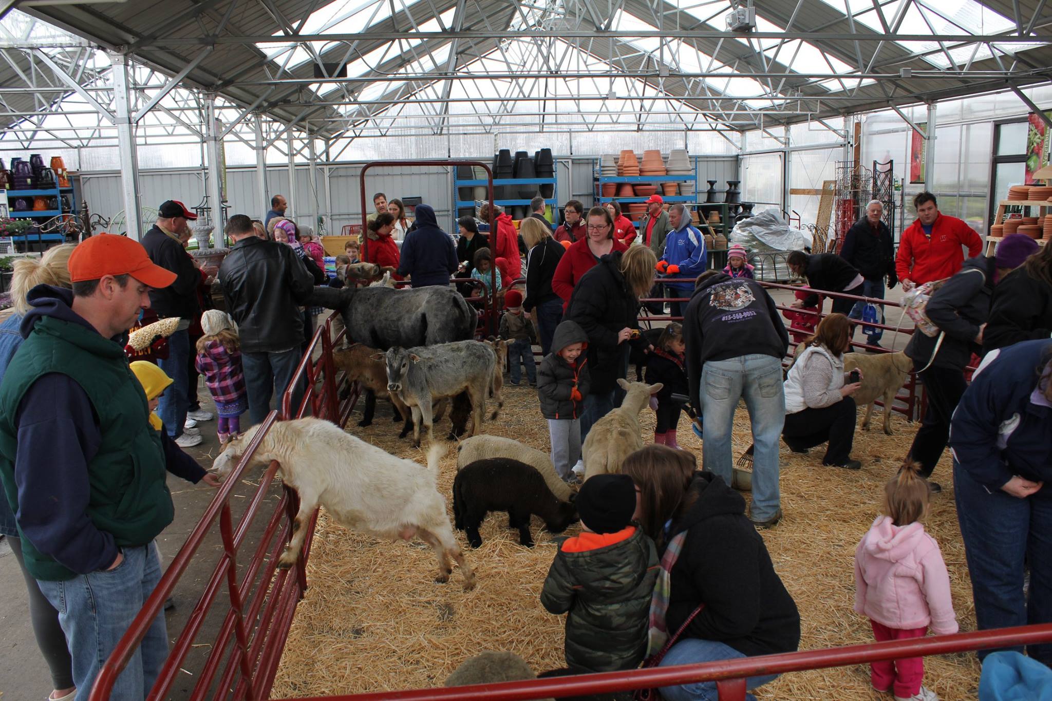 A group of people looking at goats in a barn.