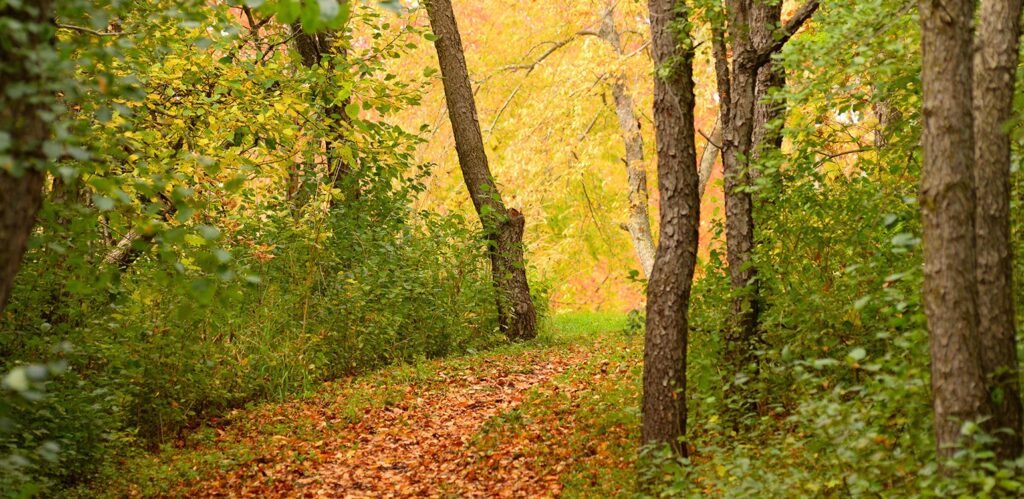 Fall color in Middleton Wisconsin