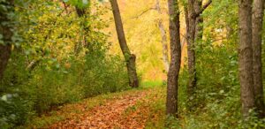 a path in the woods with lots of leaves on the ground