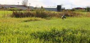 a crane standing in the middle of a field
