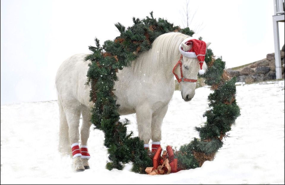 A white horse wearing a santa hat in the snow. Iceandic horses.