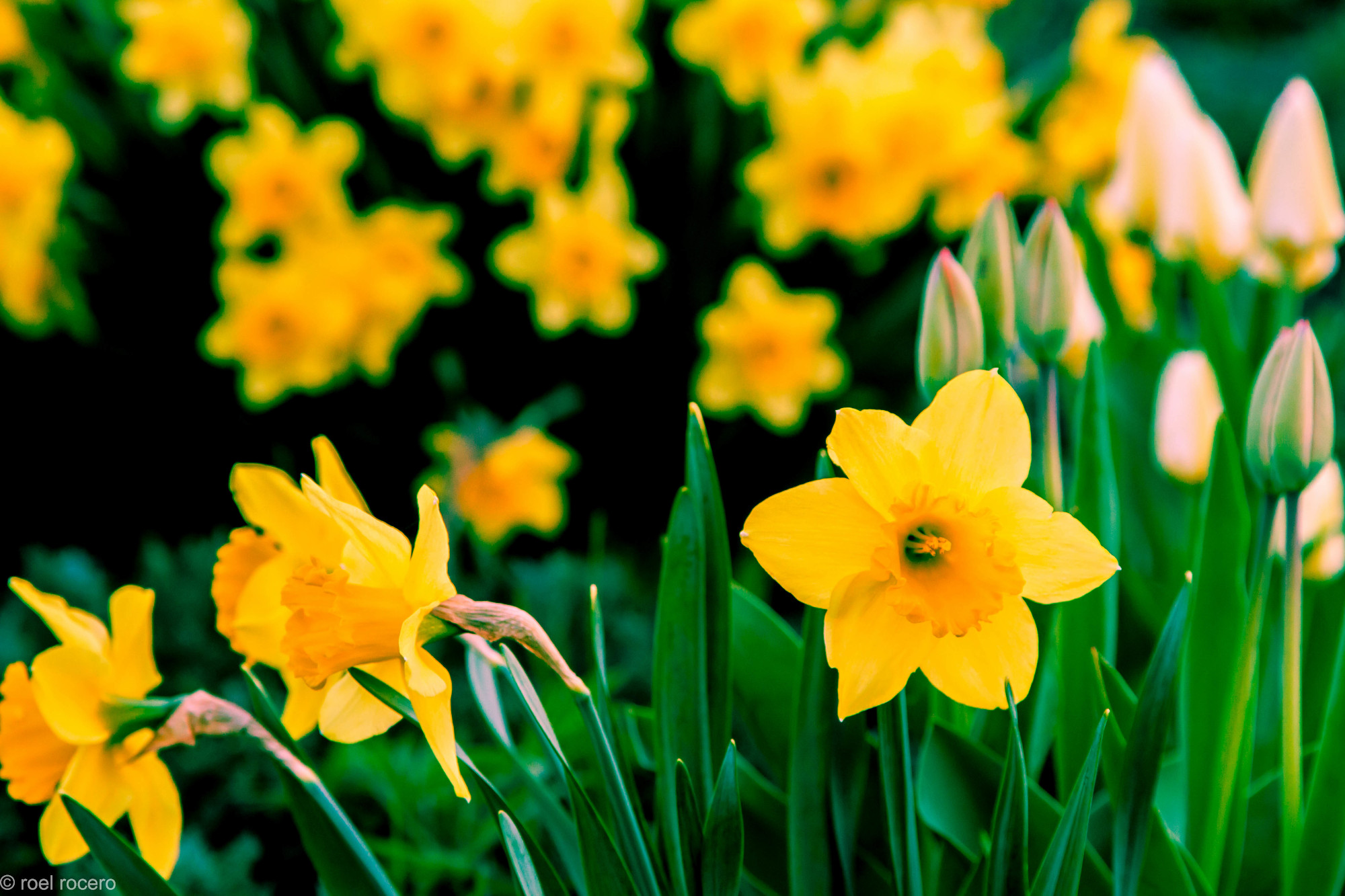 flowers at lakeview park middleton wisconsin