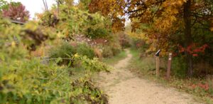 a dirt path surrounded by trees and bushes