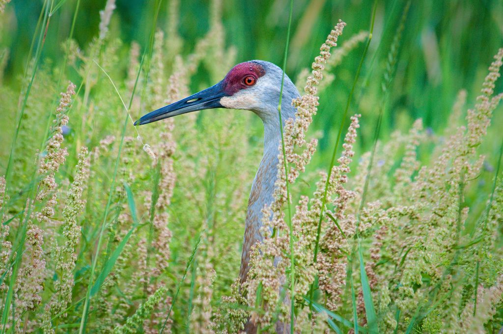 sandhill crane middleton wisconsin