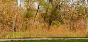 a fire hydrant sitting in the middle of a lush green field