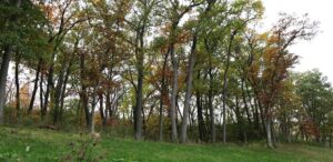 a group of trees that are standing in the grass